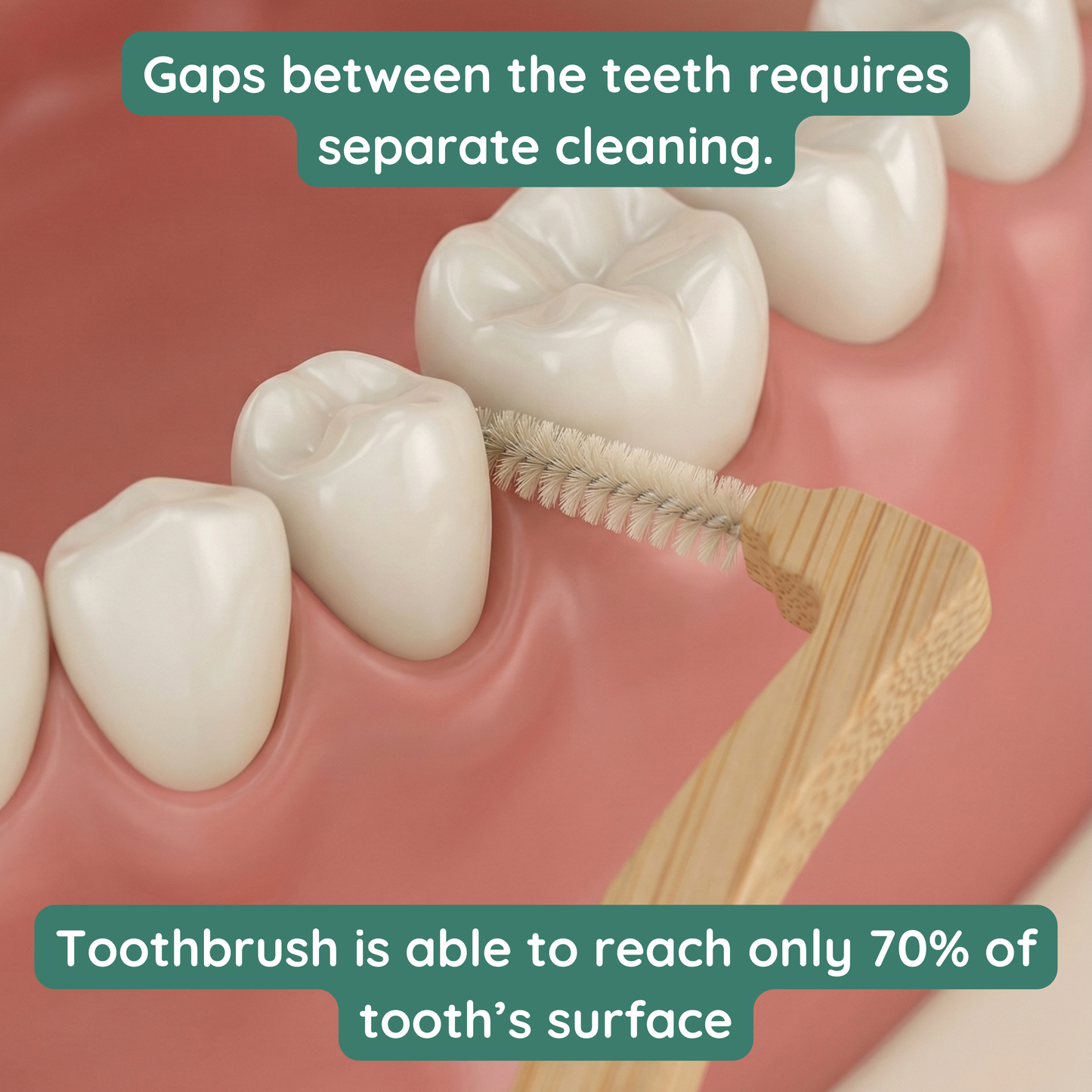 Angular Interdental Brush | Made with 100% Bamboo