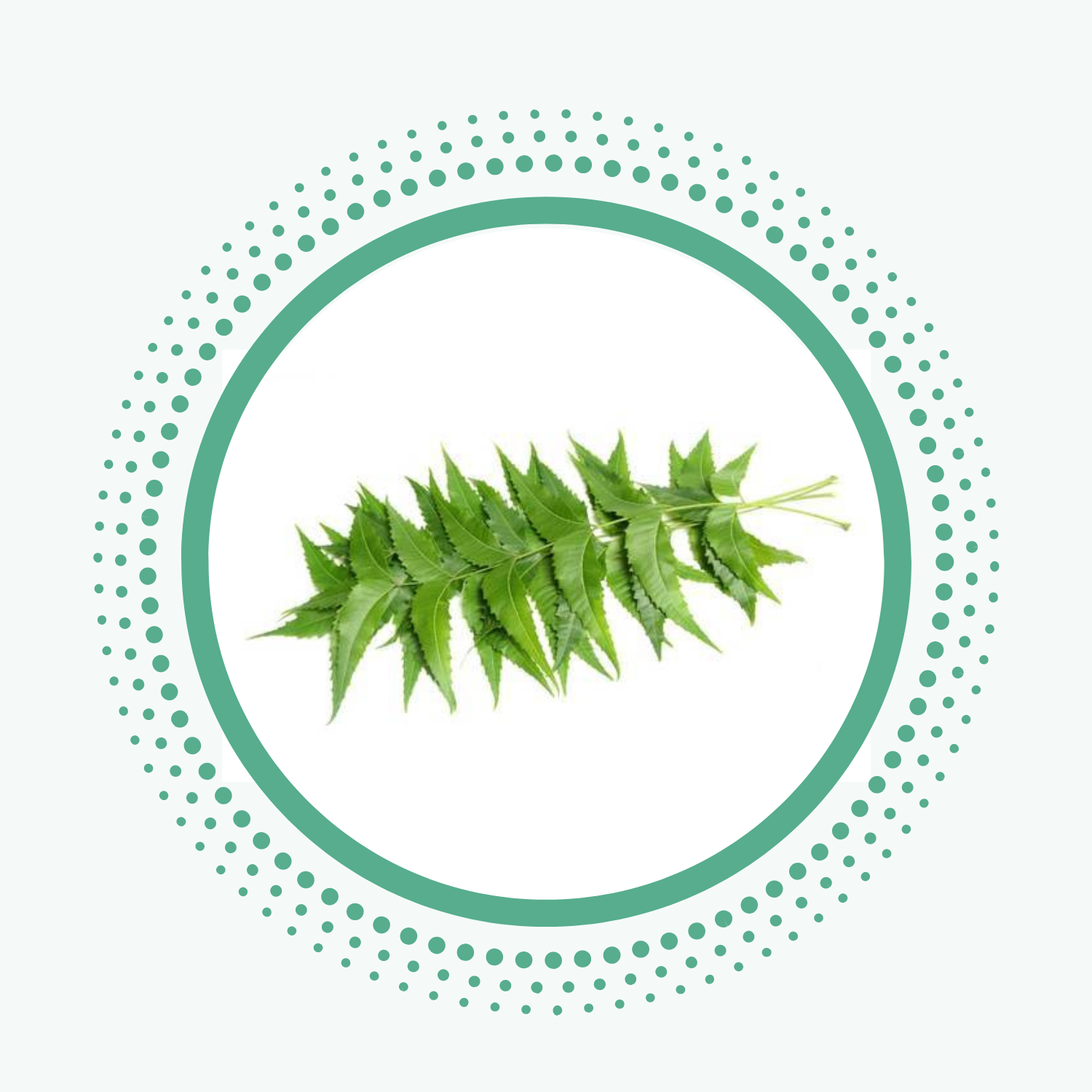 neem is toothfully yours natural ingredient from ayurveda