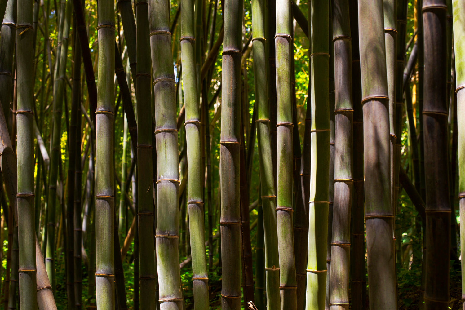 bamboo forest tress in sunlight